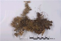藏品(牧野蘚)的圖片